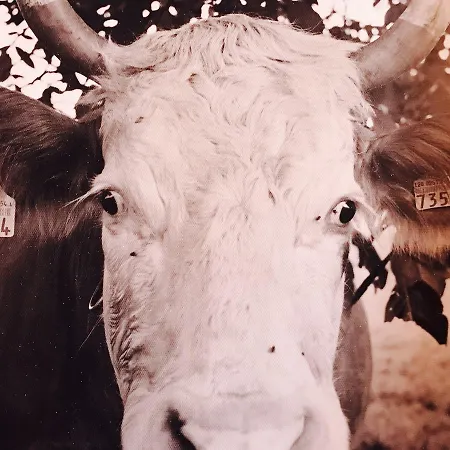 De L'assesseur - Mont-soleil Hotell Saint-Imier